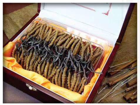 新兴镇冬虫夏草回收